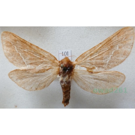 Triodia sylvina (Linnaeus, 1761) female Krótkowąs sylwina Czech10l